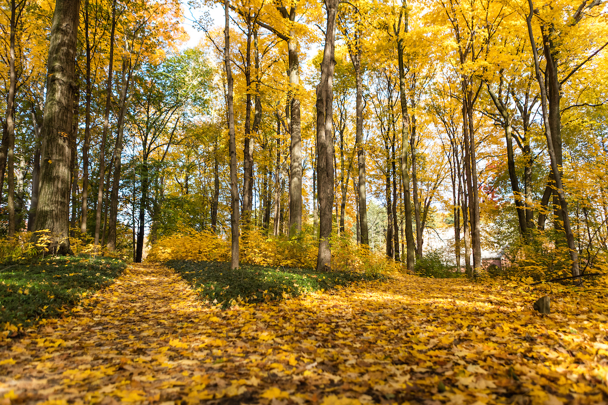 Yellow leaves on trees 