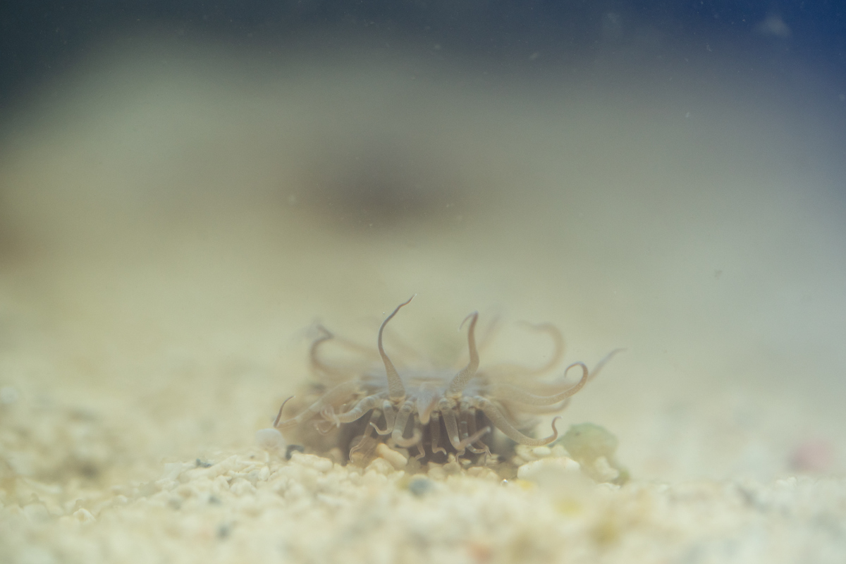 An anemone in the tank, its tentacles curling