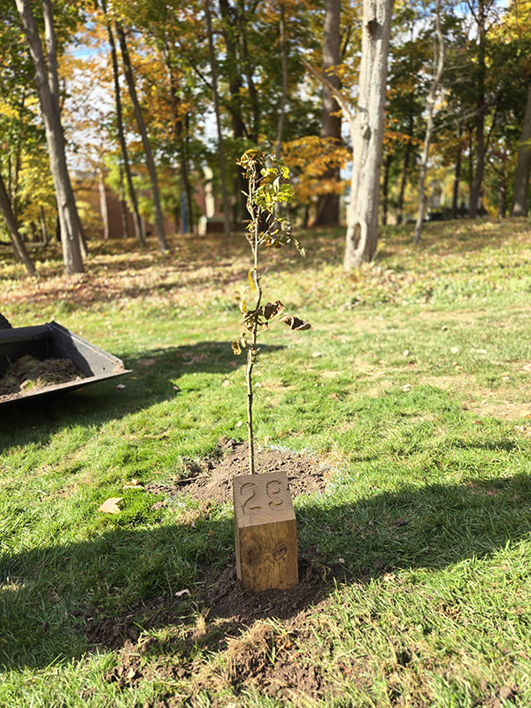 Shellbark hickory