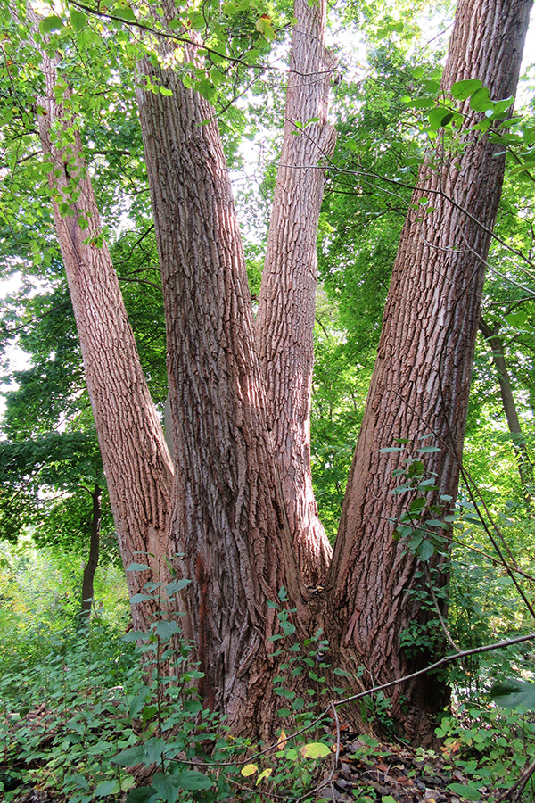 cottonwood